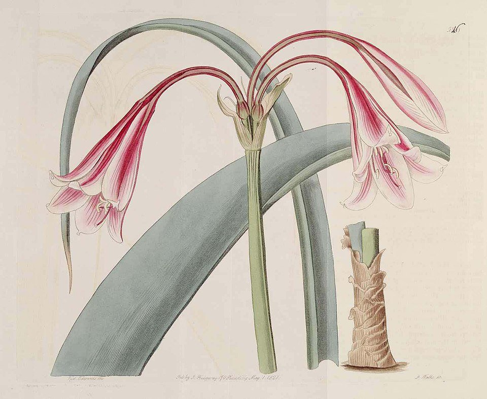 Crinum bulbispermum bloem in bloei, roze en wit.