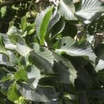 Dwergvorm van Ulmus glabra met compacte groene bladeren op heldere achtergrond.