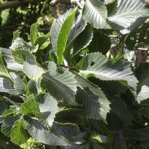 Dwergvorm van Ulmus glabra met compacte groene bladeren op heldere achtergrond.