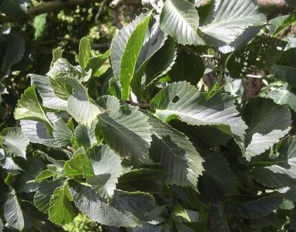 Dwergvorm van Ulmus glabra met compacte groene bladeren op heldere achtergrond.