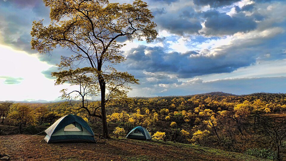 Bloeiende Handroanthus guayacan-bomen in prachtige gele kleur.