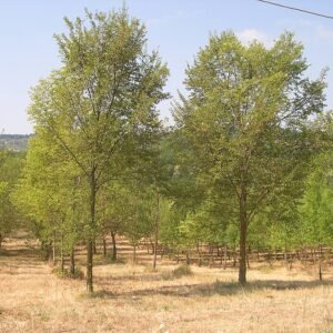 Elegant Ulmus 'Arno' elm cultivar with glossy dark green leaves.