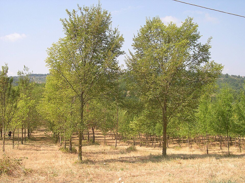 Elegant Ulmus 'Arno' elm cultivar with glossy dark green leaves.