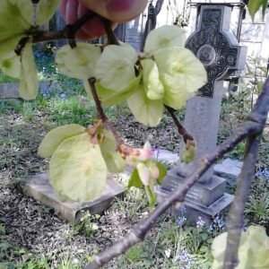 Golvende takken van Ulmus glabra 'Horizontalis' met groene bladeren en ruwe schors.