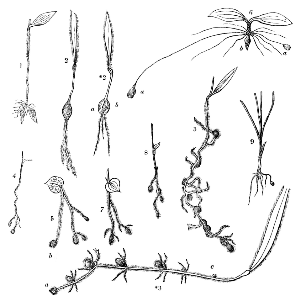 Botanische tekening van vegetatie in Swan River Colony door John Van Lindley.