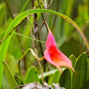 Masdevallia veitchiana orchidee bloem in Peruanse omgeving.
