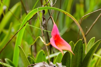Masdevallia veitchiana orchidee bloem in Peruanse omgeving.