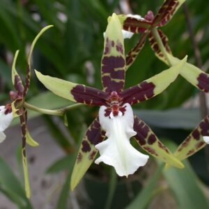 Purple and yellow Brassidium Wild Warrior Chieftain orchid flower with green leaves.