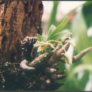 Purple Dendrobium delacourii orchids blooming vibrantly.