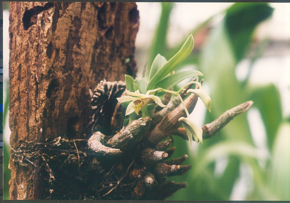Purple Dendrobium delacourii orchids blooming vibrantly.