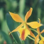 Rode en gele Epicattleya Fireball orchidee bloem in close-up.