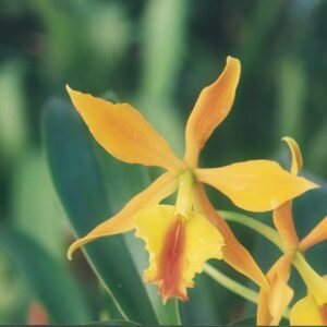 Rode en gele Epicattleya Fireball orchidee bloem in close-up.