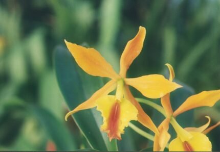 Rode en gele Epicattleya Fireball orchidee bloem in close-up.