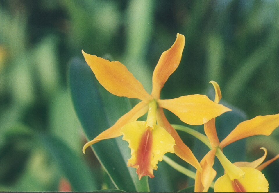 Rode en gele Epicattleya Fireball orchidee bloem in close-up.