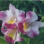 Laeliocatonia Peggy Show Vegas orchidee met paarse en gele bloem.