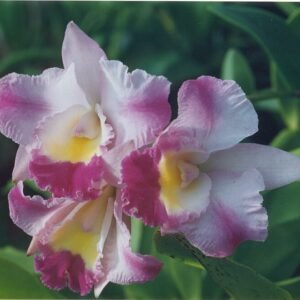 Laeliocatonia Peggy Show Vegas orchidee met paarse en gele bloem.