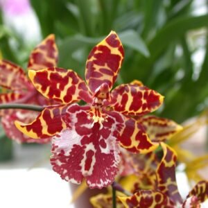 Odontocidium Wildcat orchidee in paars, geel en wit met gestreepte bloembladen.