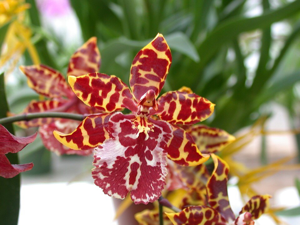 Odontocidium Wildcat orchidee in paars, geel en wit met gestreepte bloembladen.