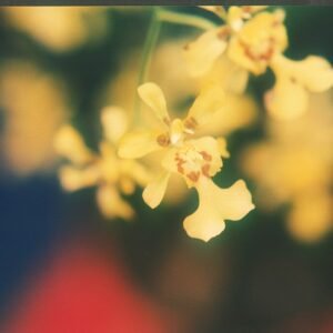 Gele Oncidium klotzschianum orchidee met donkere vlekken op bloembladen.