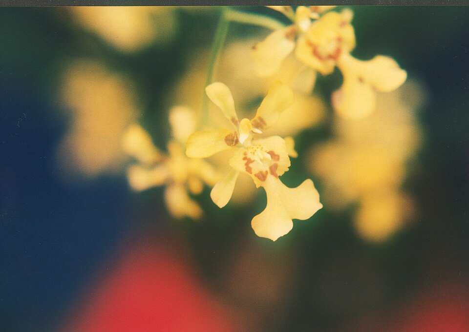 Gele Oncidium klotzschianum orchidee met donkere vlekken op bloembladen.