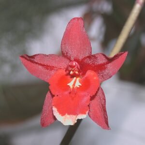 Wilsonara Kolibri orchidee met groene en paarse bloem- en bladpatronen.