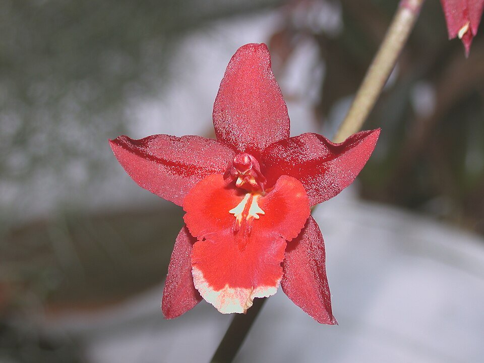 Wilsonara Kolibri orchidee met groene en paarse bloem- en bladpatronen.