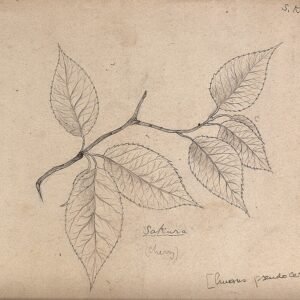 Kersenboomtak met bladeren, potloodtekening in het Dutch