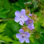 Cluster van blauwe Noordelijke Geraniums.