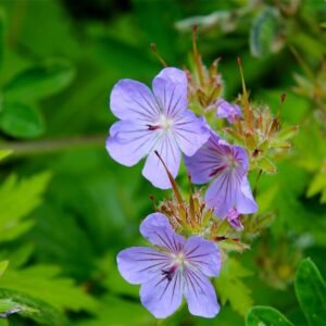 Cluster van blauwe Noordelijke Geraniums.