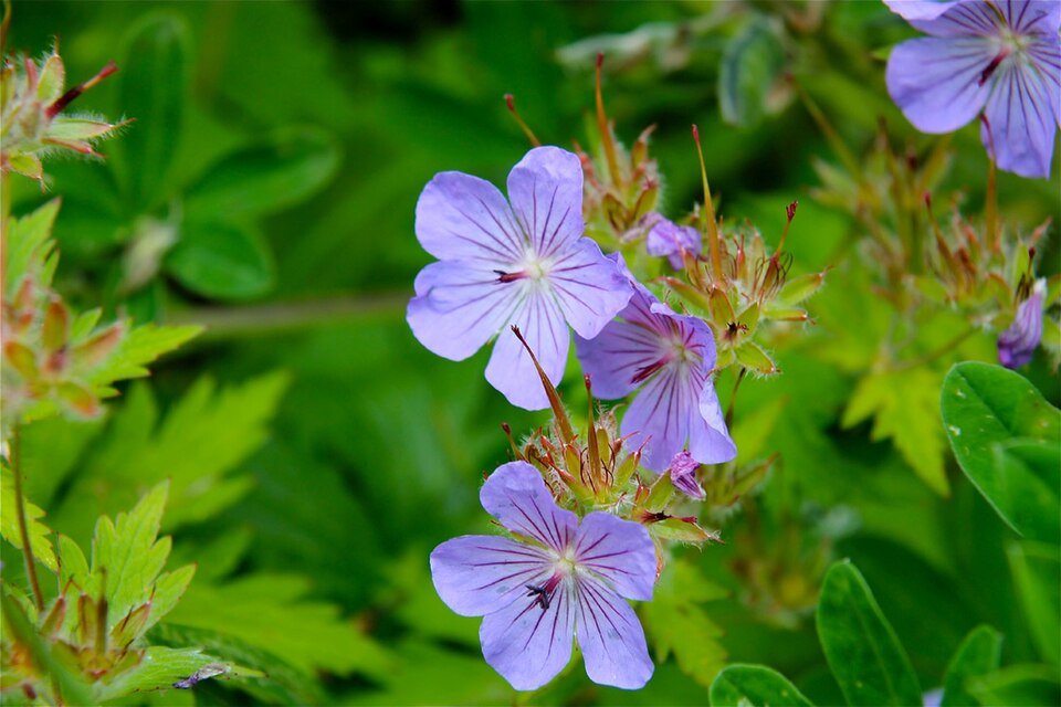 Cluster van blauwe Noordelijke Geraniums.