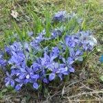 Bloeiende Iris rossii plant met paarse bloemen en smalle bladeren.