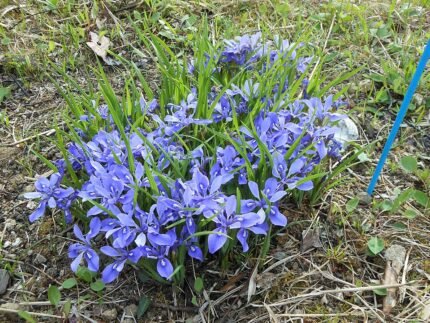 Bloeiende Iris rossii plant met paarse bloemen en smalle bladeren.