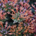 Vibrante rode en oranje Monardella macrantha bloemen tegen groene bladeren.