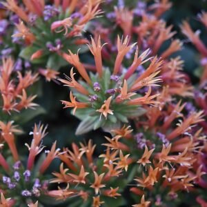 Vibrante rode en oranje Monardella macrantha bloemen tegen groene bladeren.