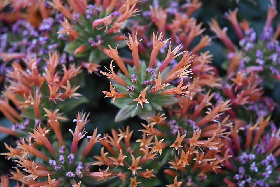 Vibrante rode en oranje Monardella macrantha bloemen tegen groene bladeren.