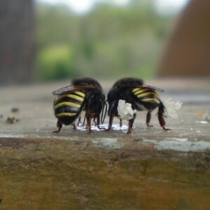 Melipona bij zonder angel, Mandacaia, in close-up.