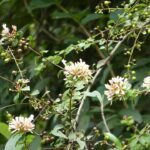 Abelia chinensis bloemen in Danxiashan, Guangdong, China.