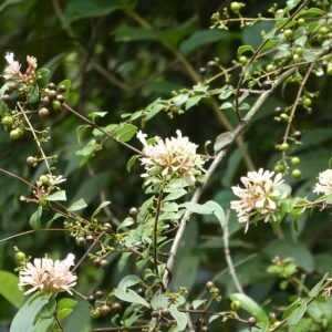 Abelia chinensis bloemen in Danxiashan, Guangdong, China.