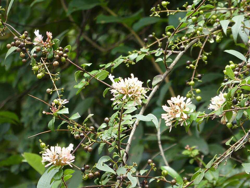 Abelia chinensis bloemen in Danxiashan, Guangdong, China.