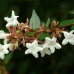 Abelia bloemen in volle bloei op een zonnige dag.