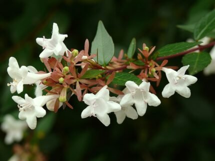 Abelia bloemen in volle bloei op een zonnige dag.