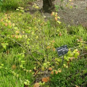 Witte Abeliophyllum bloemen op tak in close-up.