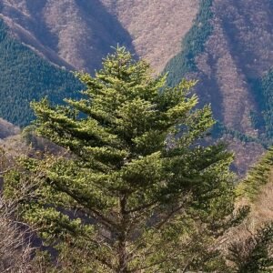 Nikko zilverspar boom met zilverachtige naalden en kegelvormige vorm.