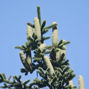 Algerijnse zilverspar boom met zilverachtige naalden en kegelvormige vorm.