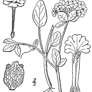 Detailed illustration of Abronia fragrans plant with flowers and leaves.
