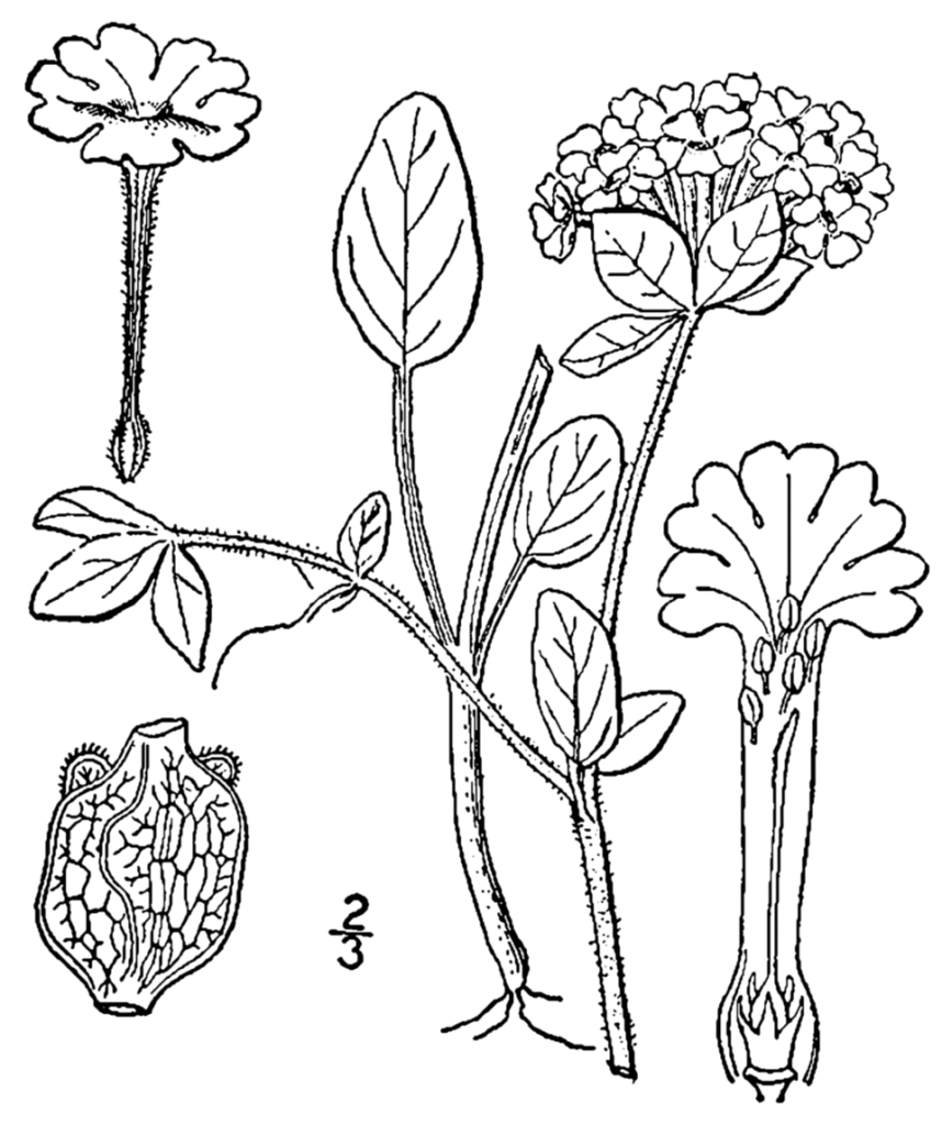 Detailed illustration of Abronia fragrans plant with flowers and leaves.