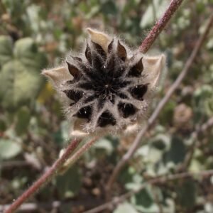 Groene stekelige zaaddozen van Abutilon palmeri.