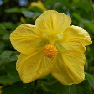 Abutilon Moonchimes bloem in hybride vorm.