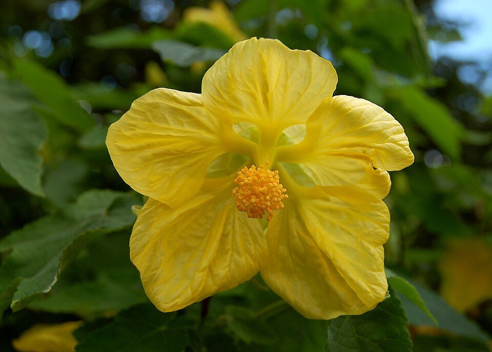 Abutilon Moonchimes bloem in hybride vorm.