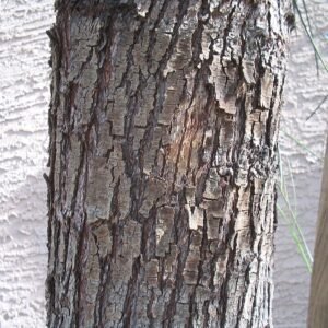 Acacia stenophylla schors in close-upweergave.